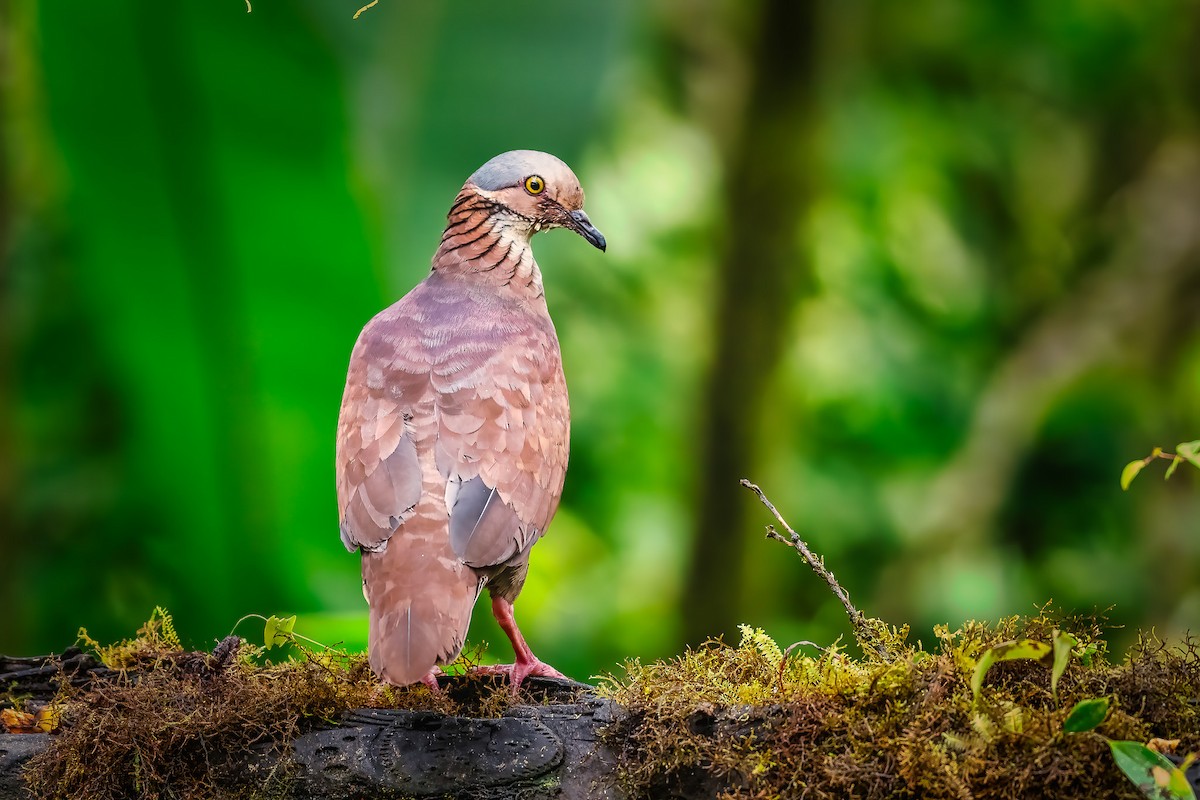 White-throated Quail-Dove - Pancho Enriquez