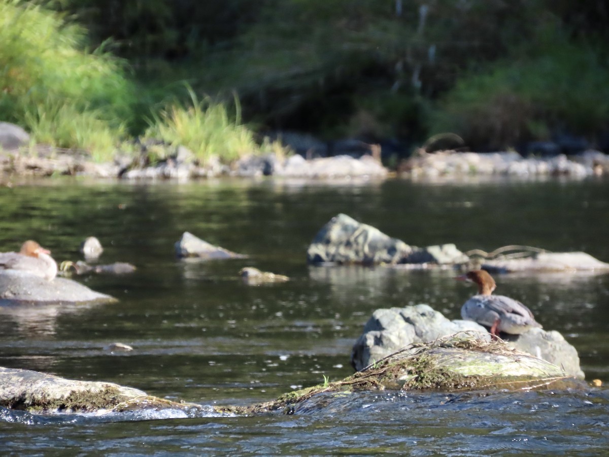 Common Merganser - George Chrisman