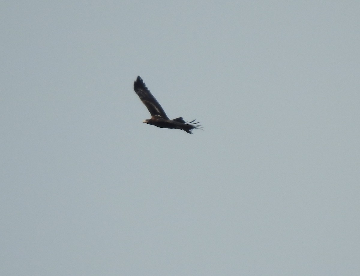 Wedge-tailed Eagle - ML610312053