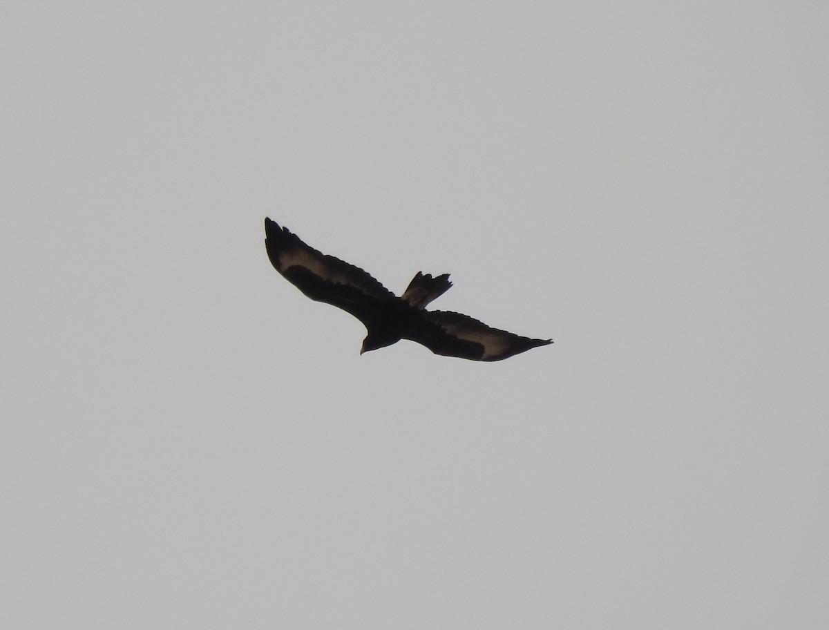 Wedge-tailed Eagle - ML610312054