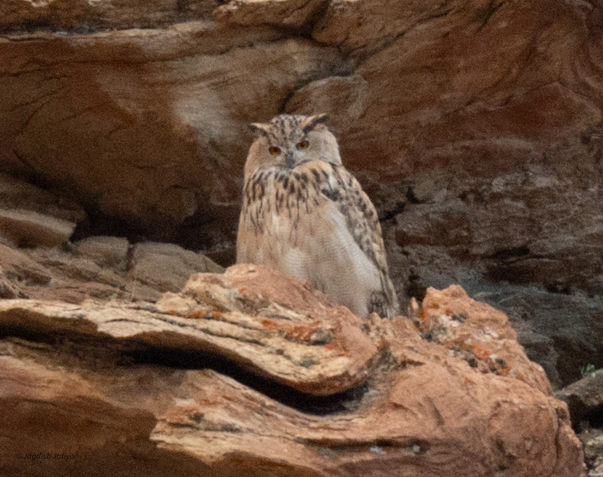 Eurasian Eagle-Owl - Jagdish Jatiya