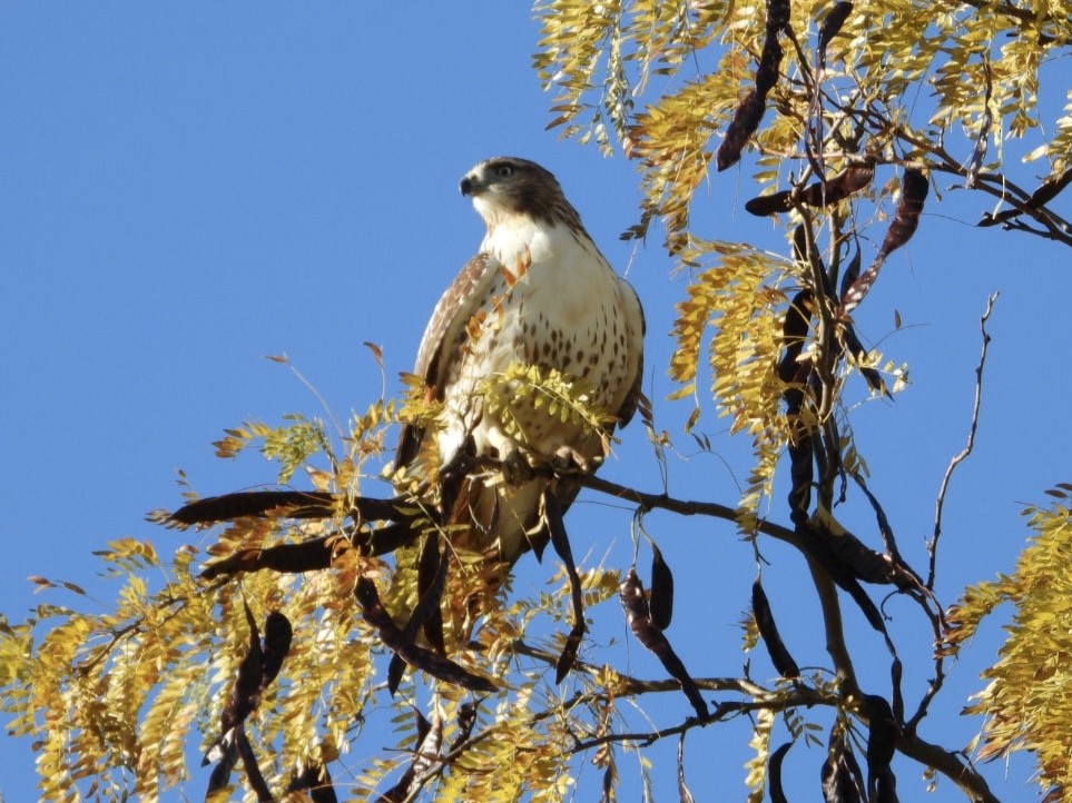 Red-tailed Hawk - ML610312231