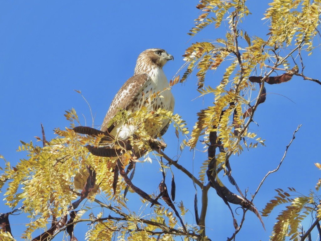 Red-tailed Hawk - ML610312232