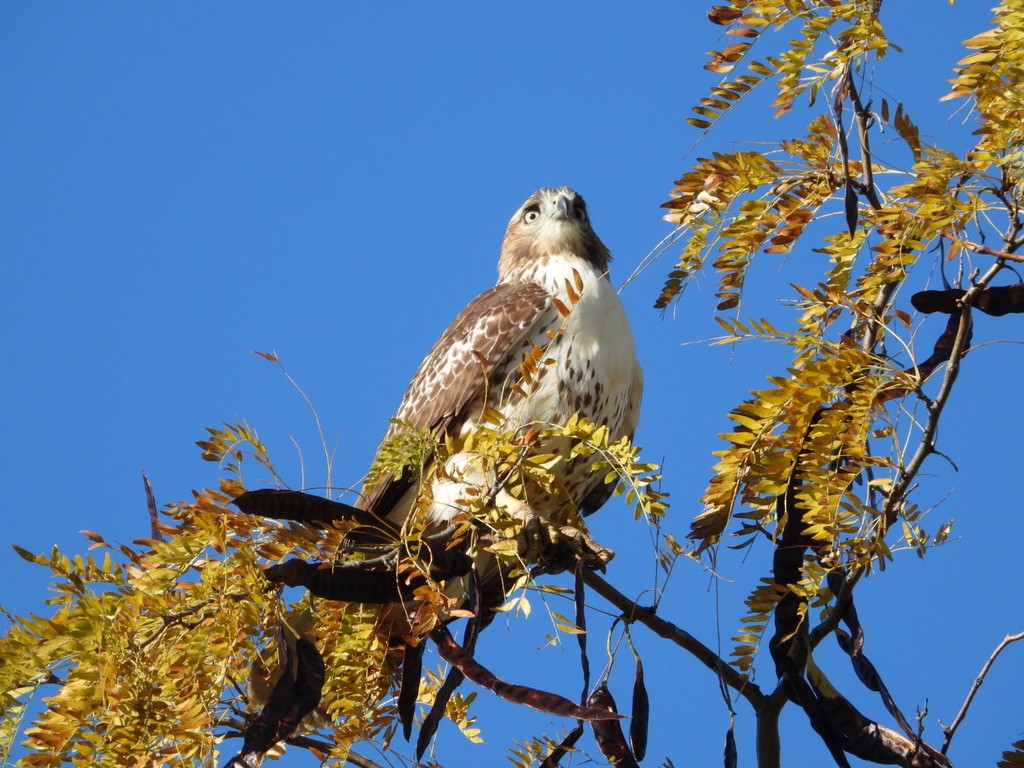 Red-tailed Hawk - ML610312234