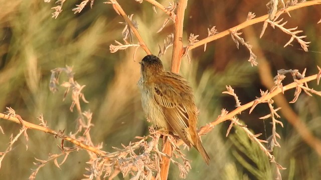 Sedge Warbler - ML610312239