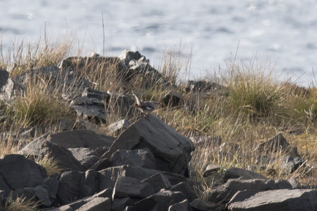 Northern Mockingbird - ML610312241