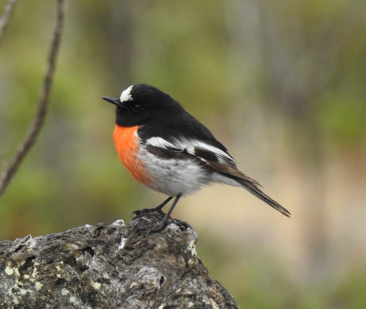 Scarlet Robin - ML610312281