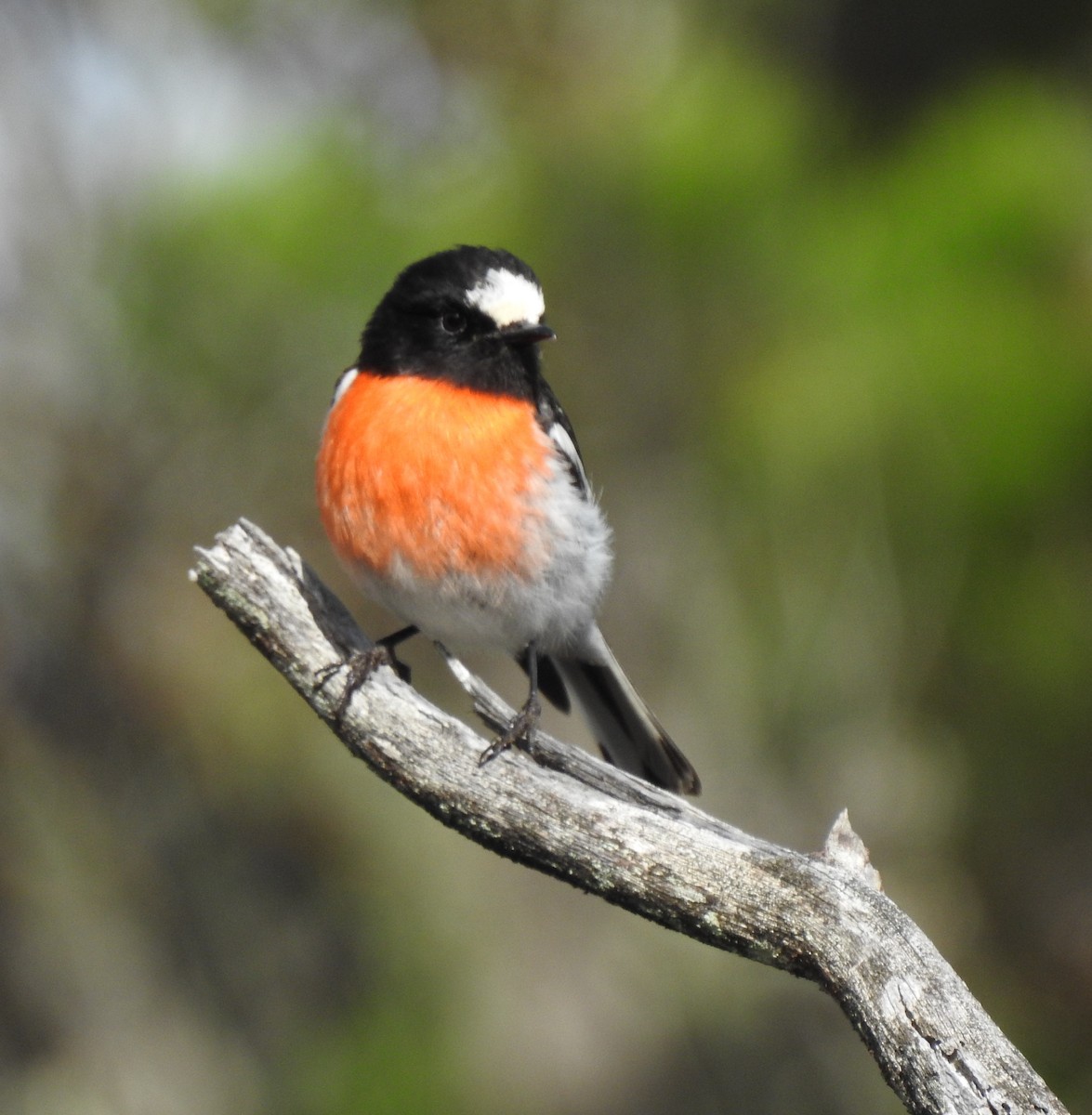 Scarlet Robin - Andrejs Medenis