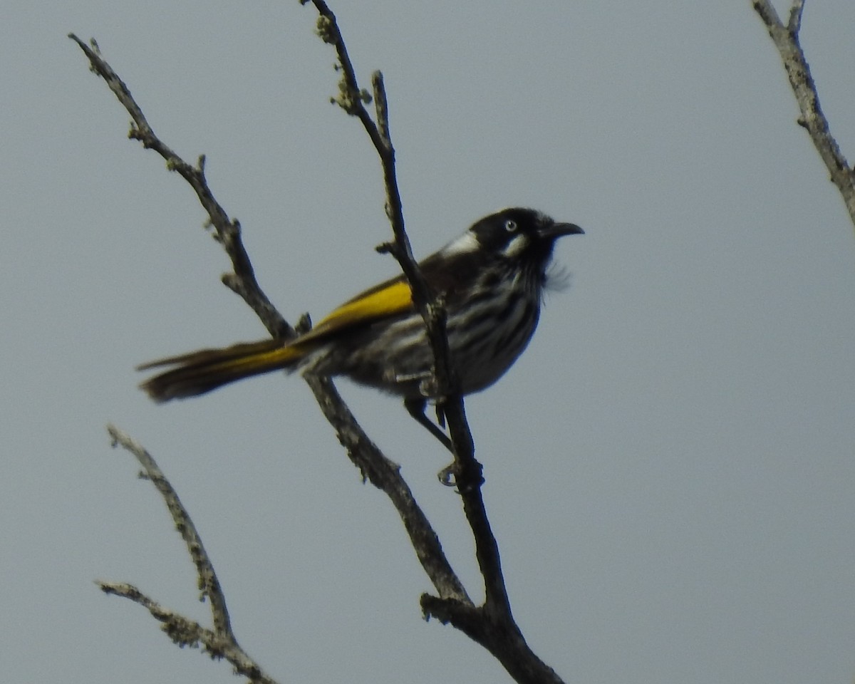 New Holland Honeyeater - ML610312364