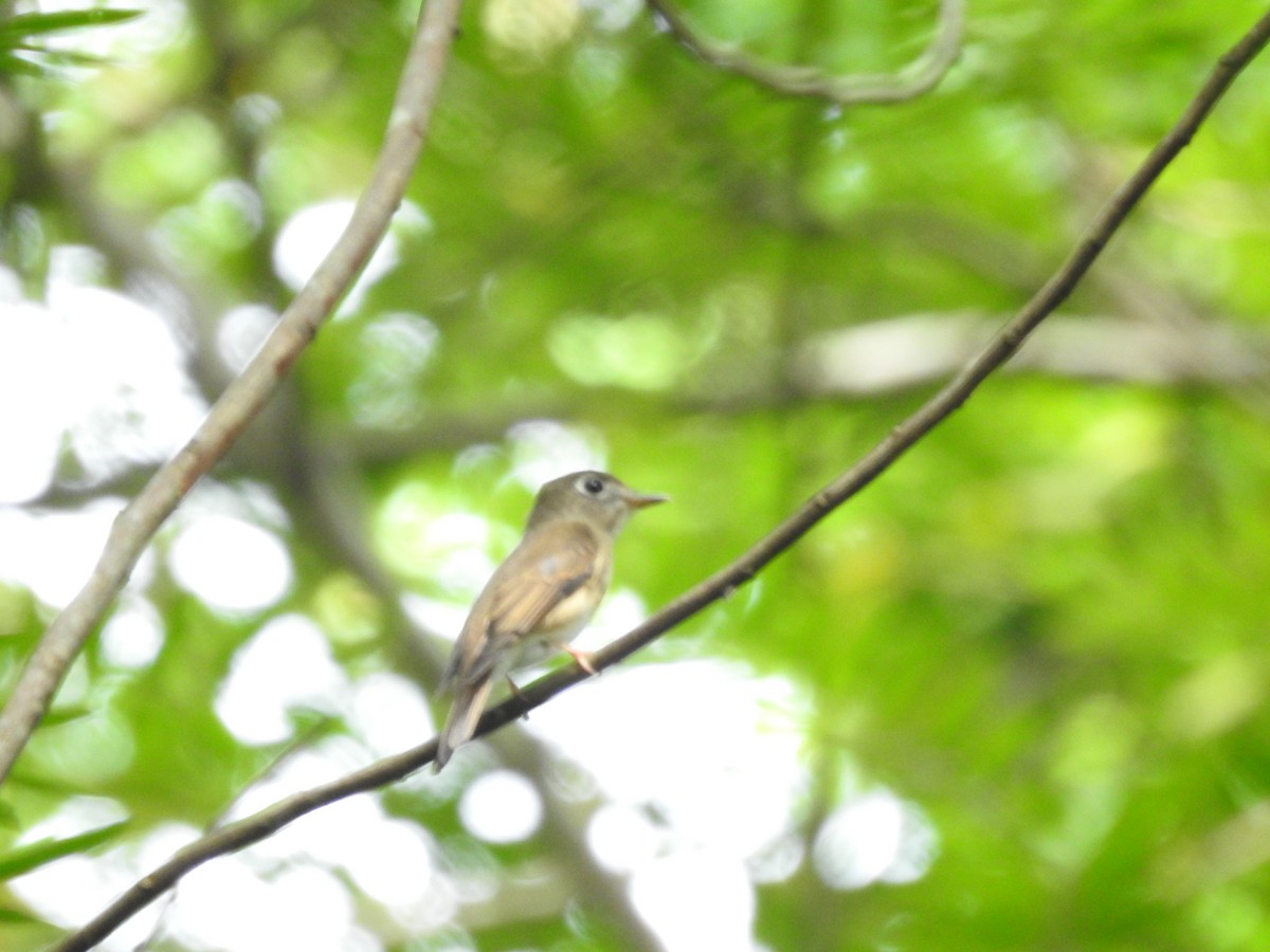 Brown-breasted Flycatcher - ML610312367
