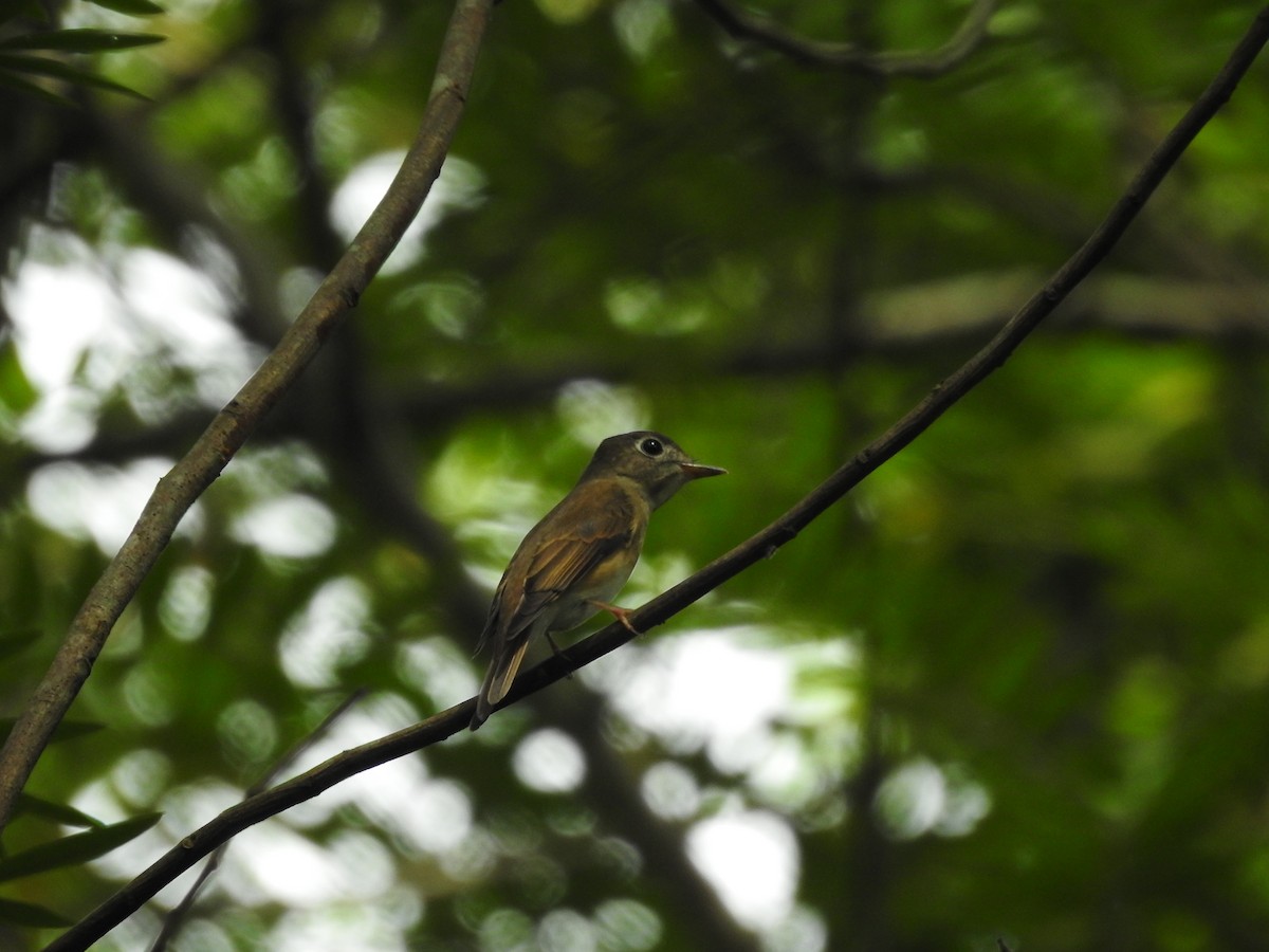 Brown-breasted Flycatcher - ML610312368