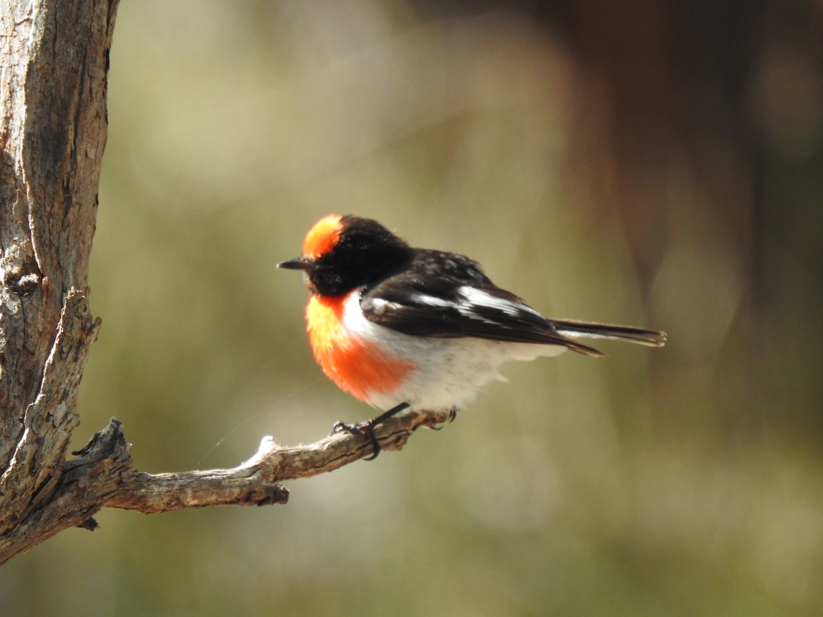 Red-capped Robin - ML610312380