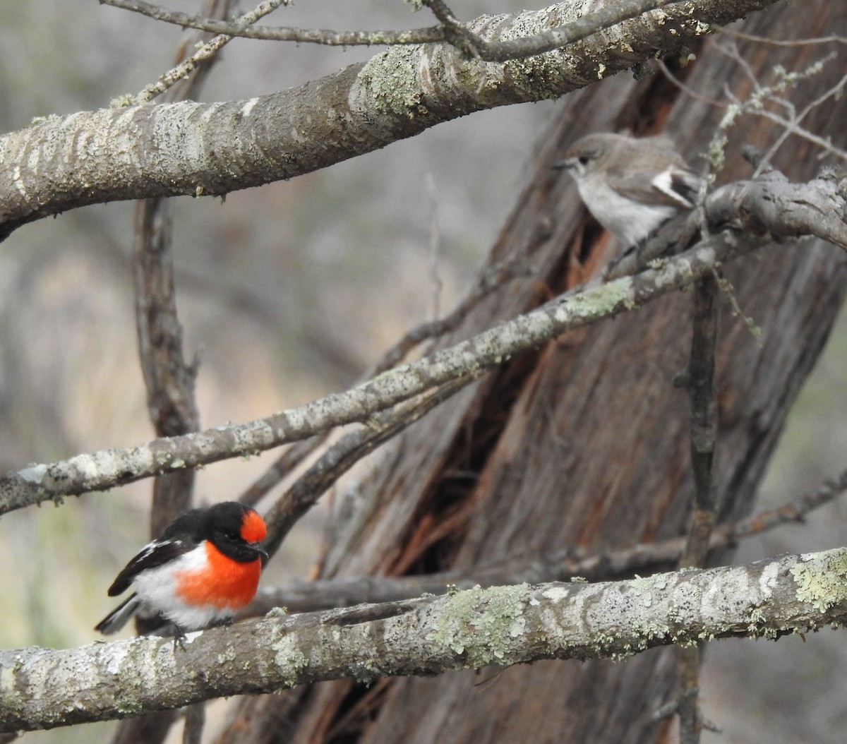 Red-capped Robin - ML610312381