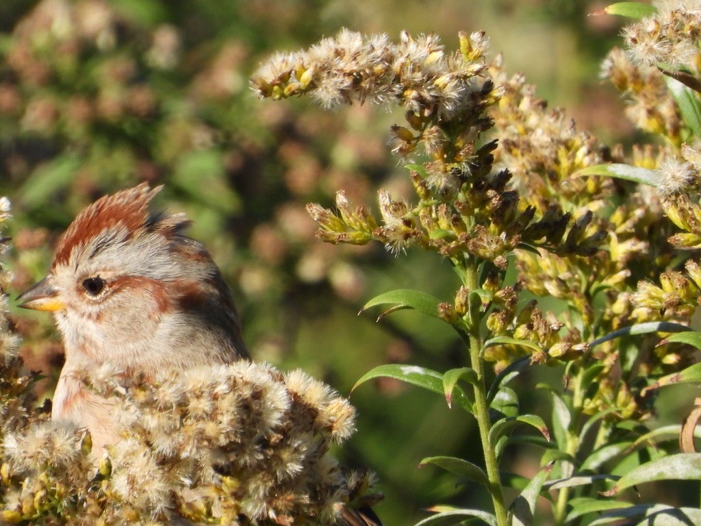 American Tree Sparrow - ML610312470