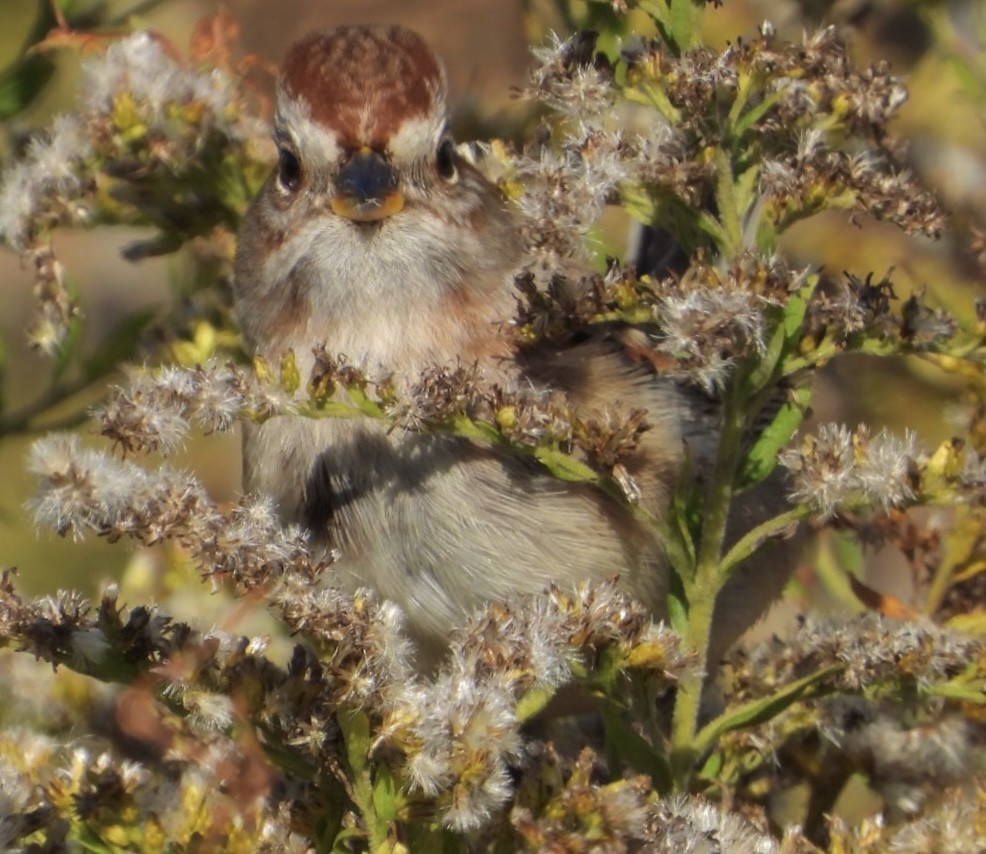 American Tree Sparrow - ML610312476