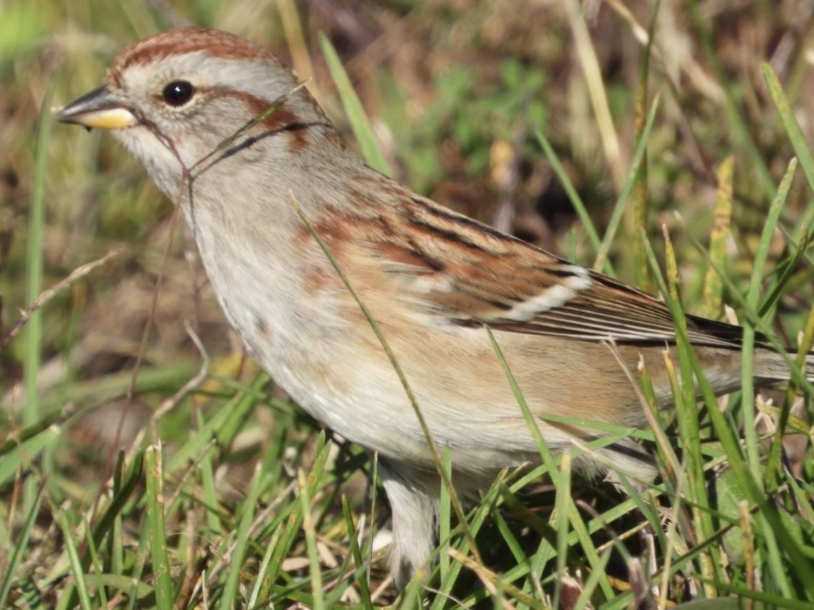 American Tree Sparrow - ML610312484