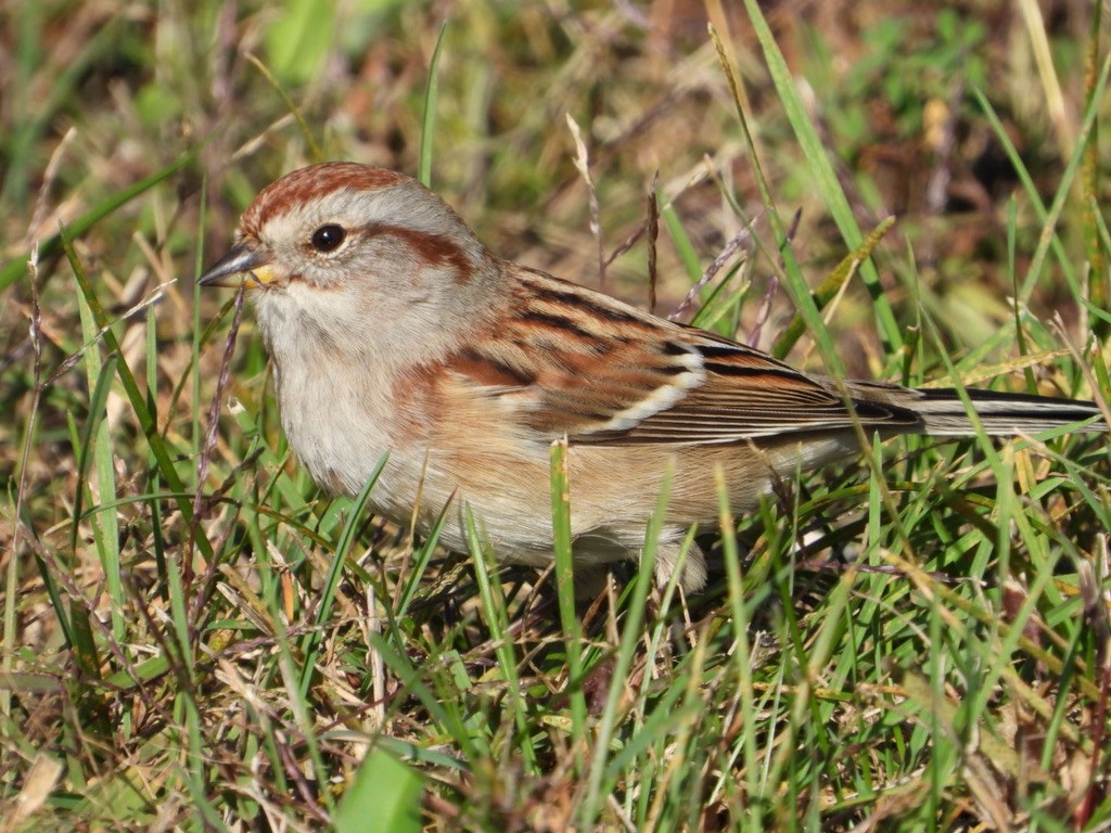 American Tree Sparrow - ML610312485