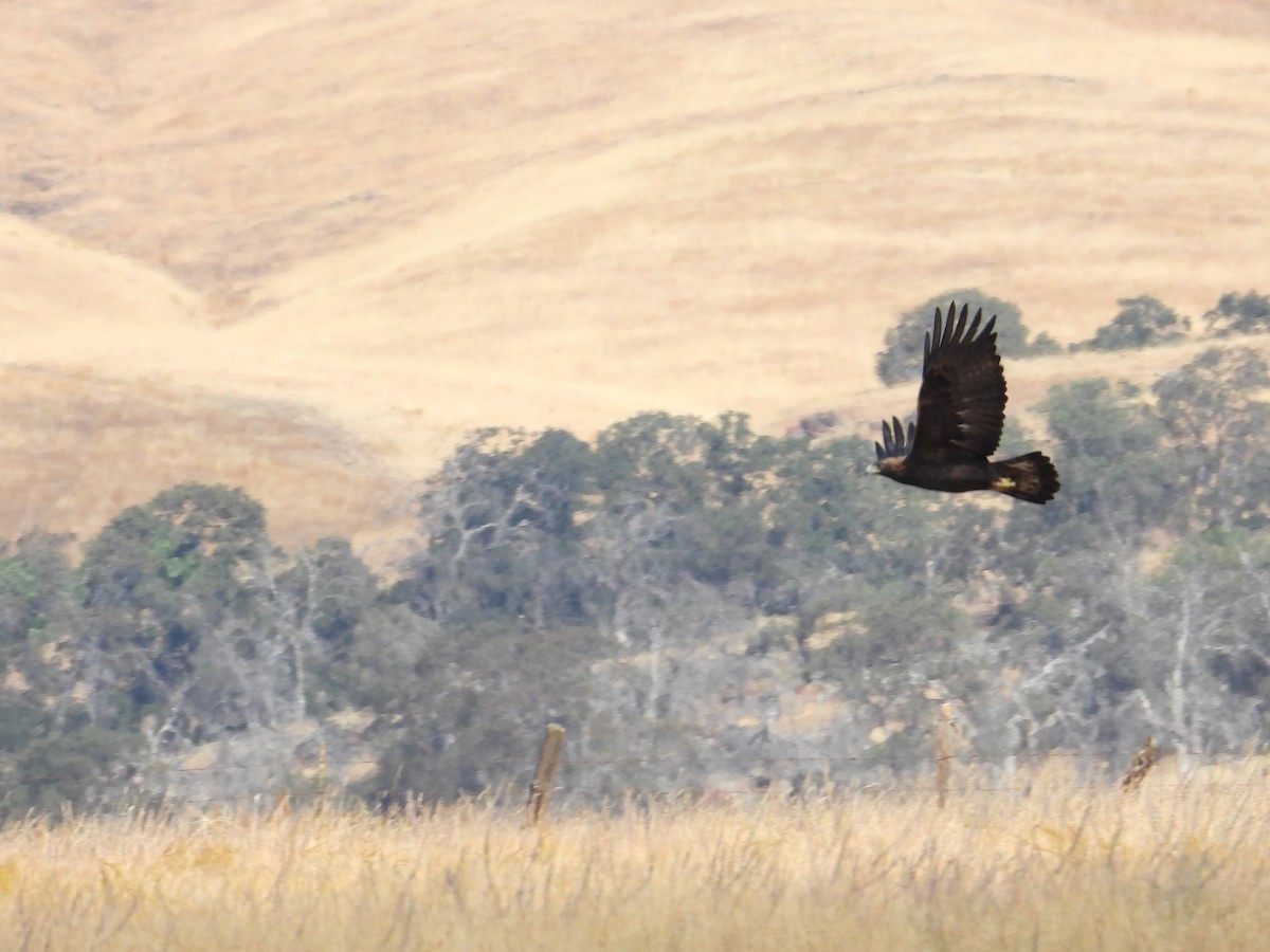 Golden Eagle - Mark Donahue