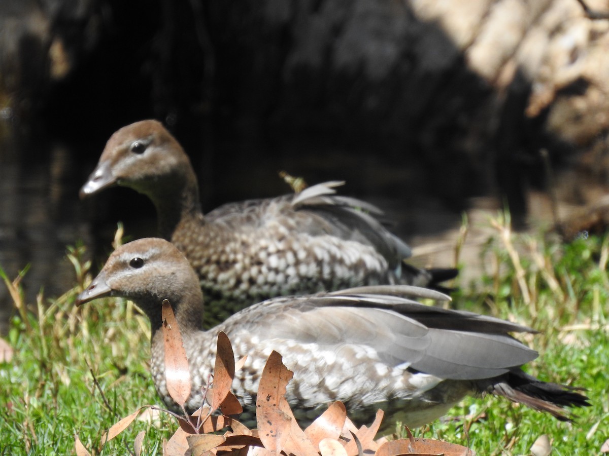 Maned Duck - ML610312580