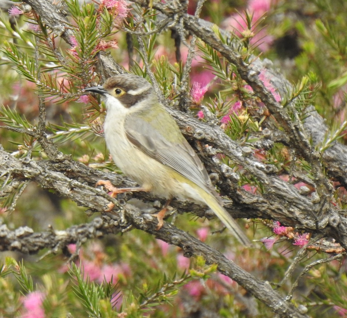 Brown-headed Honeyeater - Andrejs Medenis