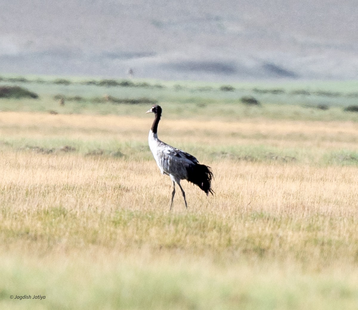 Black-necked Crane - Jagdish Jatiya