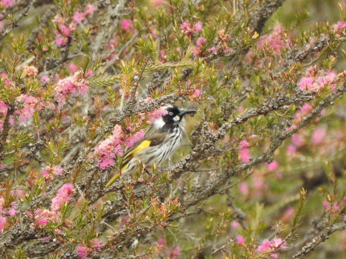 New Holland Honeyeater - ML610312613