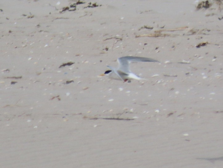 Australian Fairy Tern - ML610312644