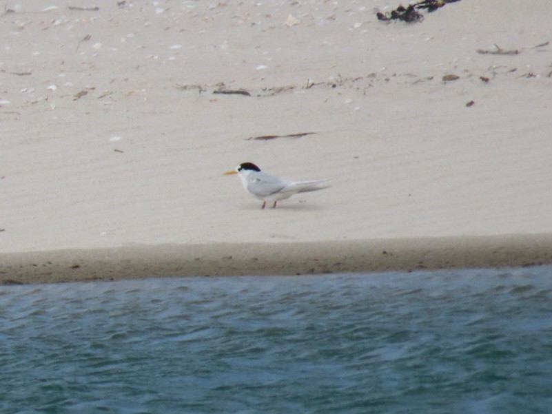 Australian Fairy Tern - ML610312645