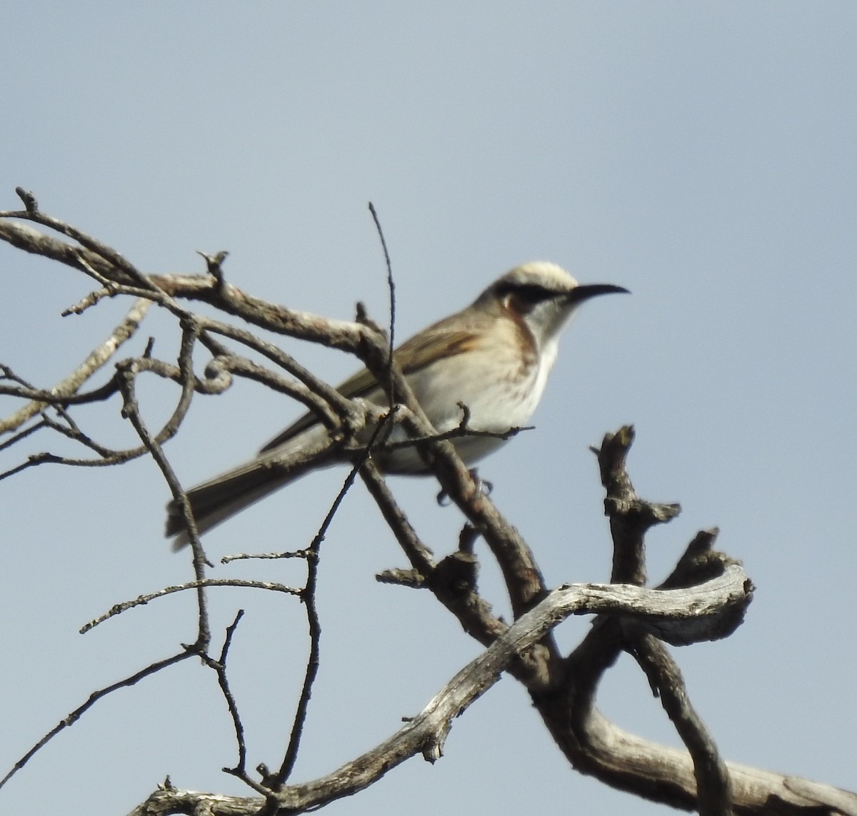 Tawny-crowned Honeyeater - ML610312647