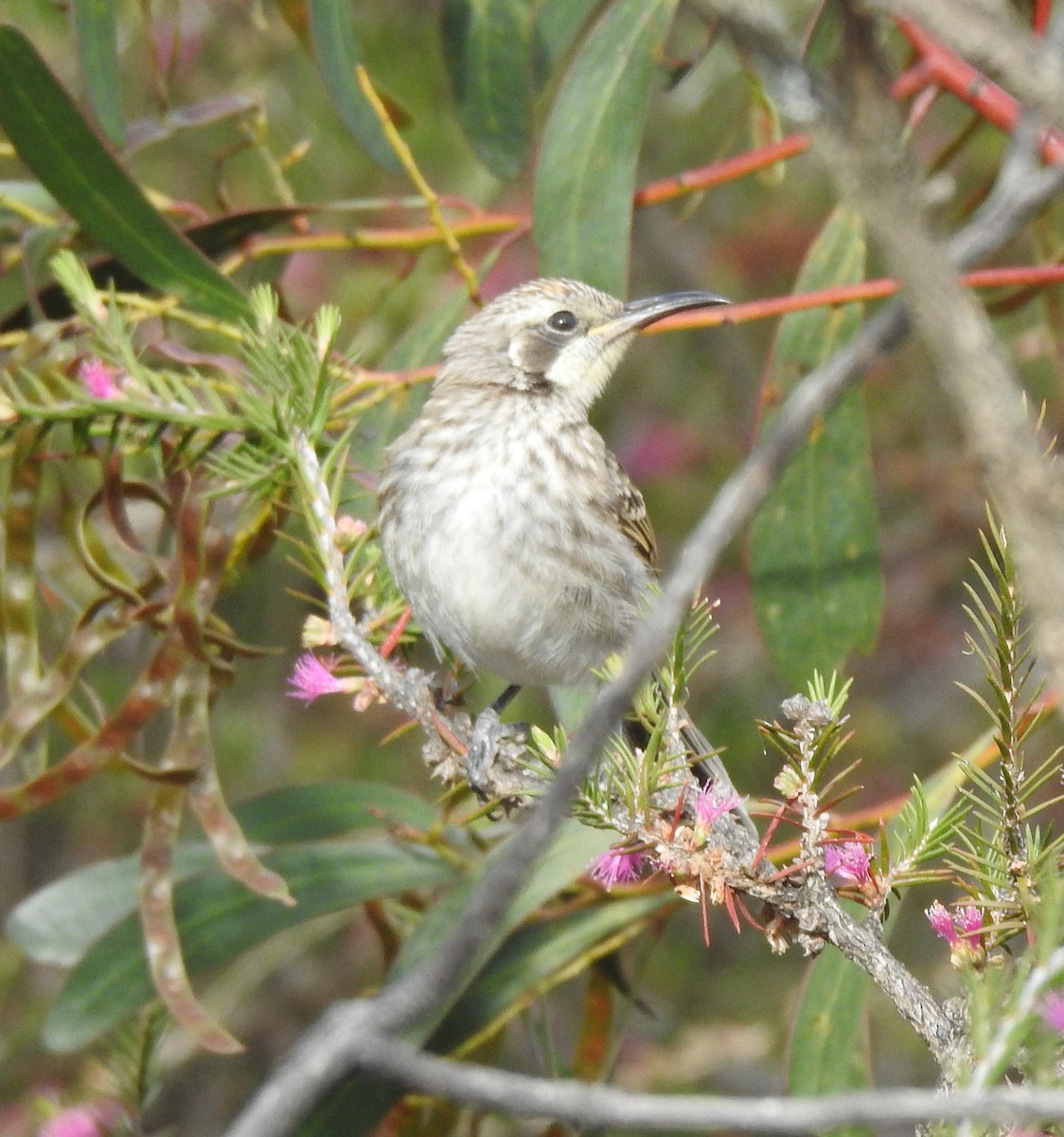 Tawny-crowned Honeyeater - ML610312648