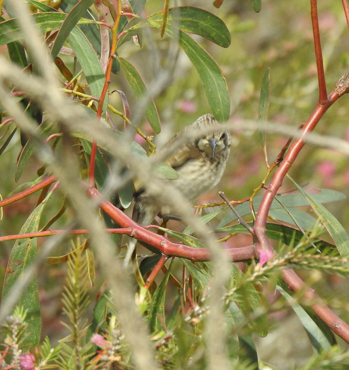 Tawny-crowned Honeyeater - ML610312649