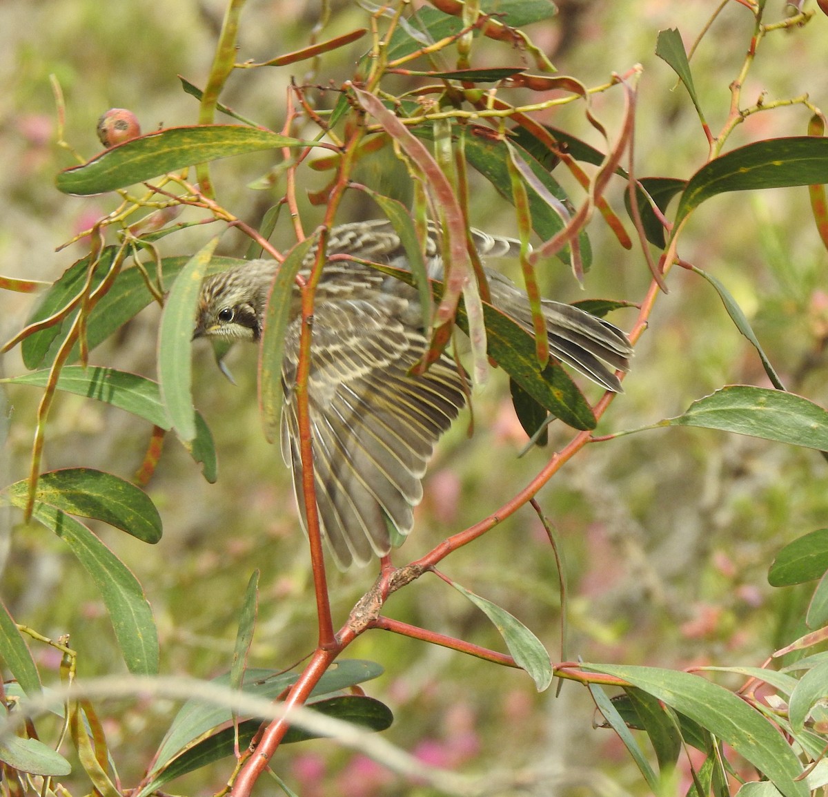 Tawny-crowned Honeyeater - ML610312652