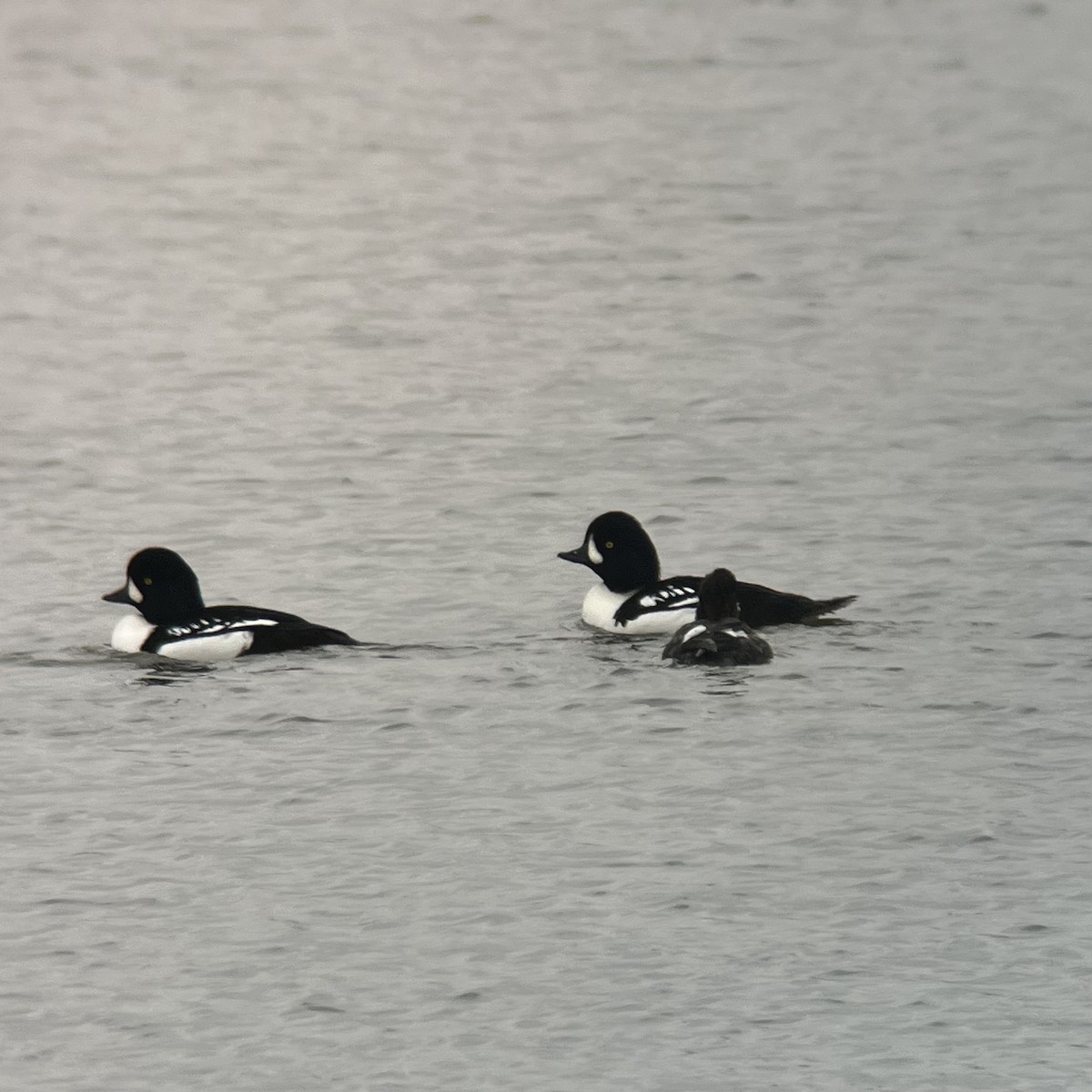 Barrow's Goldeneye - ML610312663