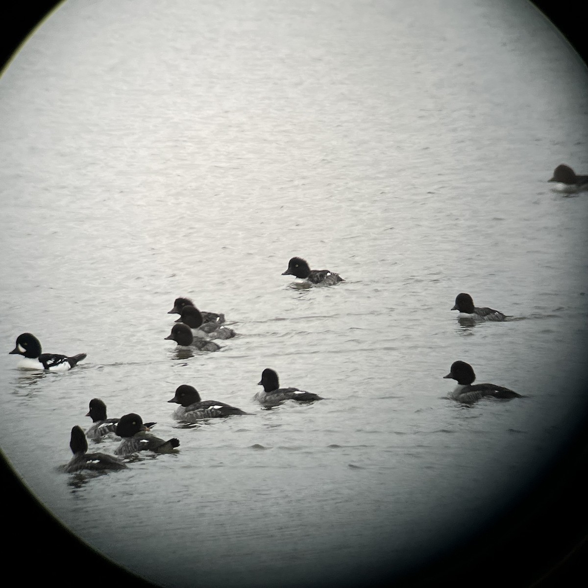 Barrow's Goldeneye - ML610312665