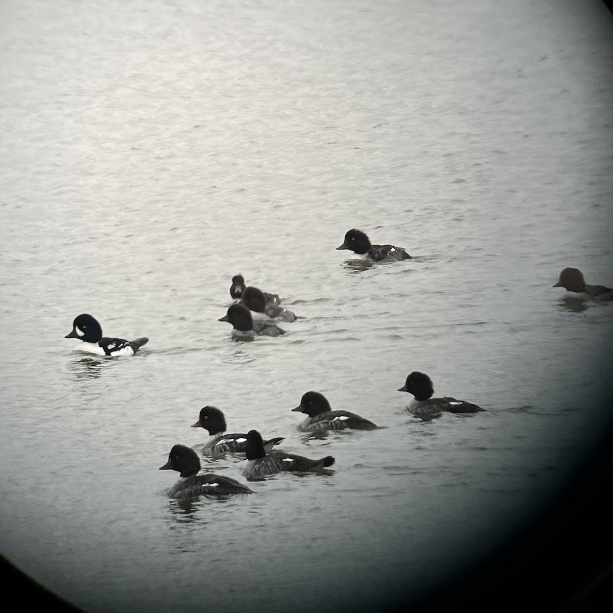 Barrow's Goldeneye - ML610312666