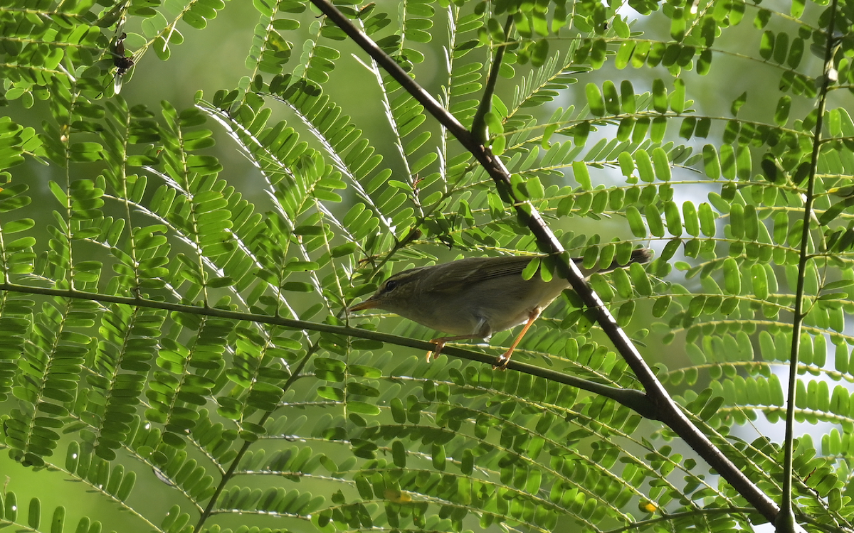 Two-barred Warbler - ML610312773