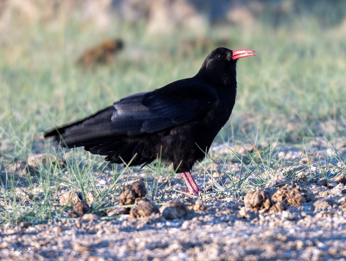 Red-billed Chough - ML610312837