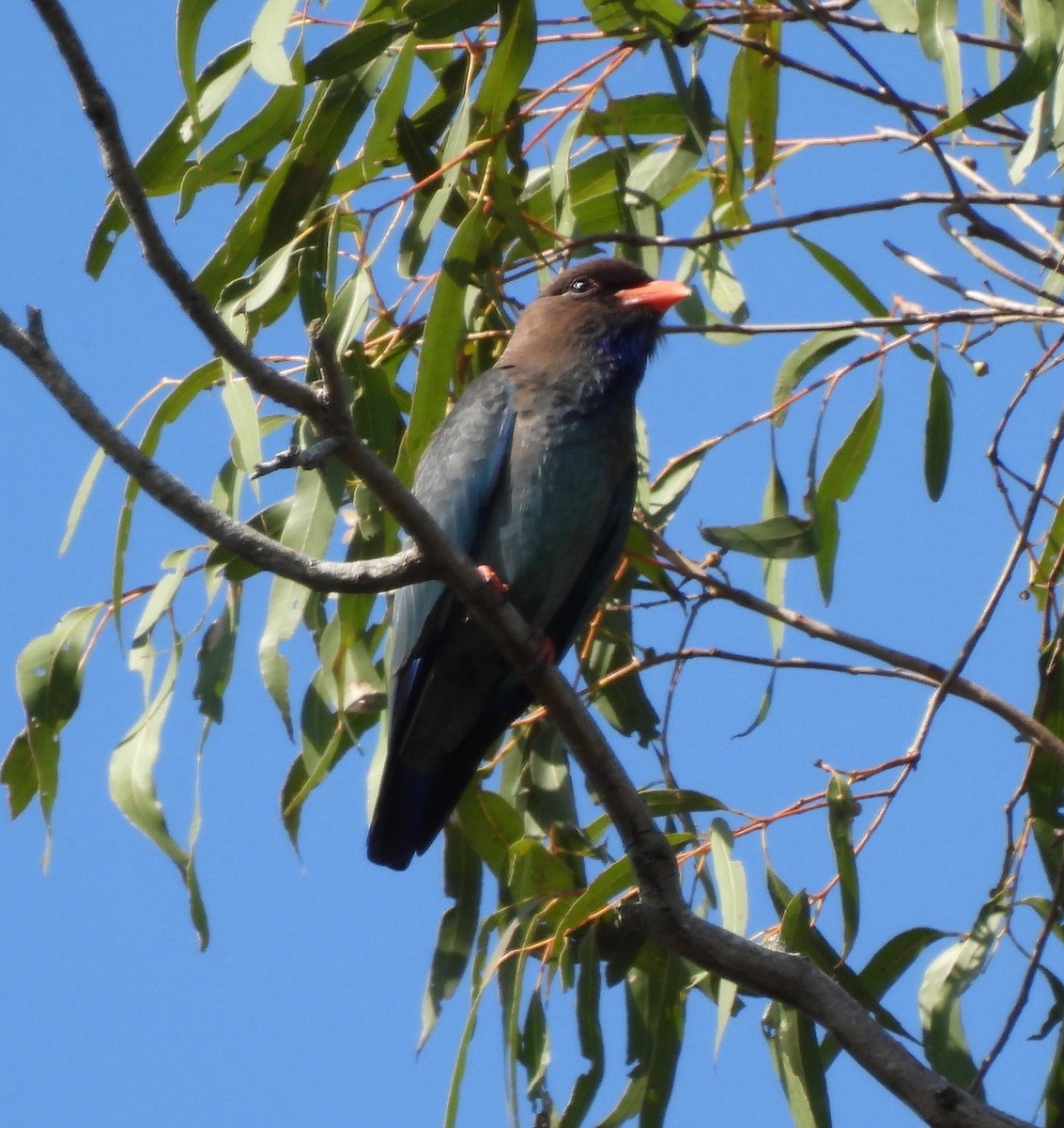 Dollarbird - ML610312841