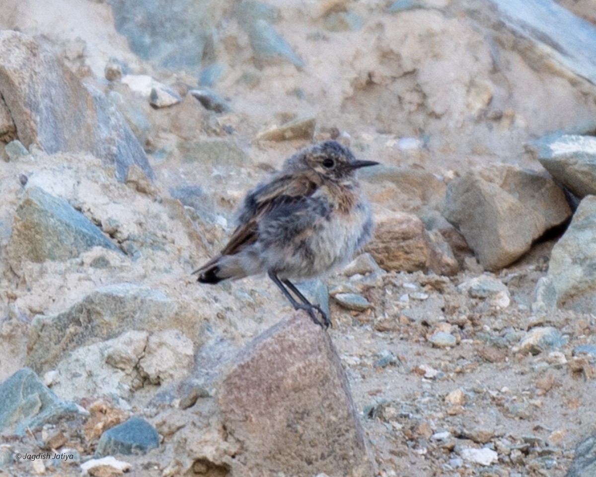 Pied Wheatear - Jagdish Jatiya