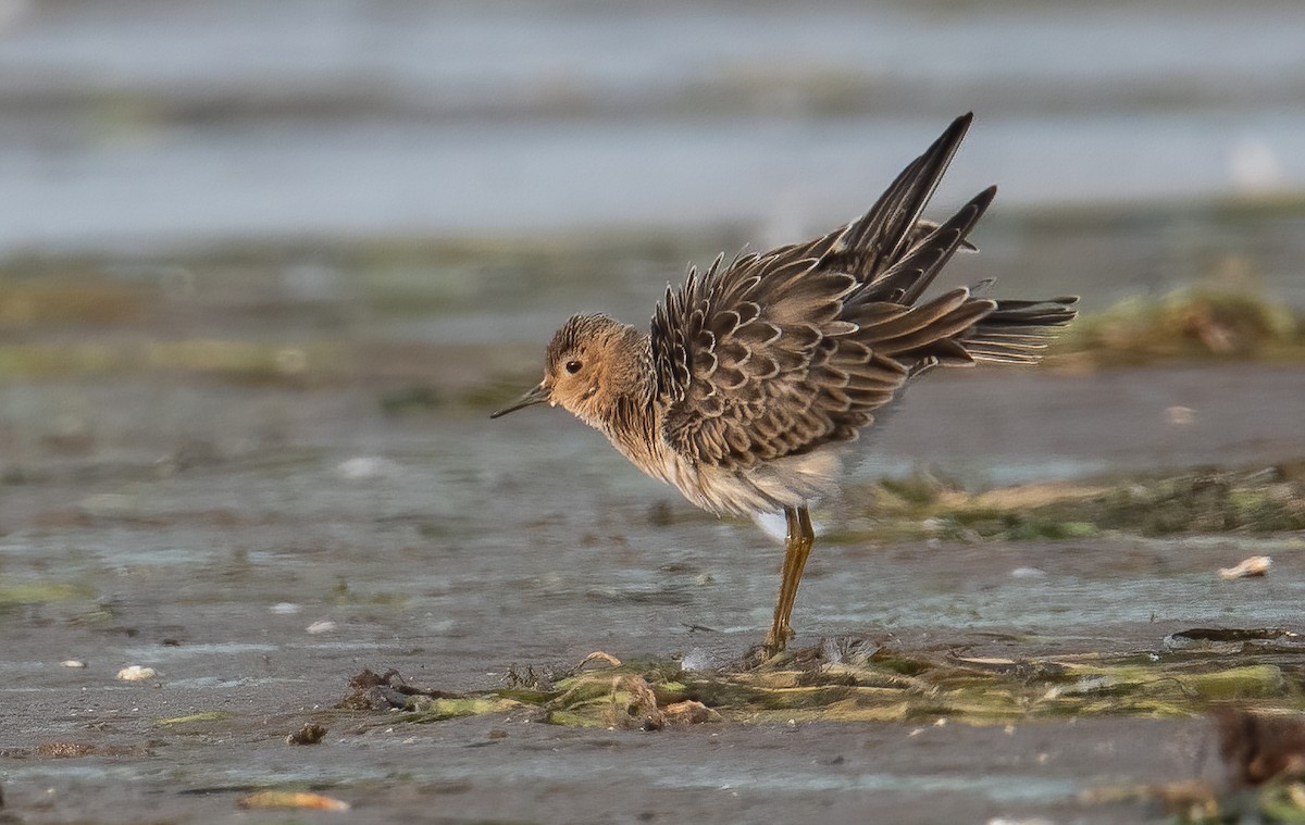 Buff-breasted Sandpiper - ML610312914