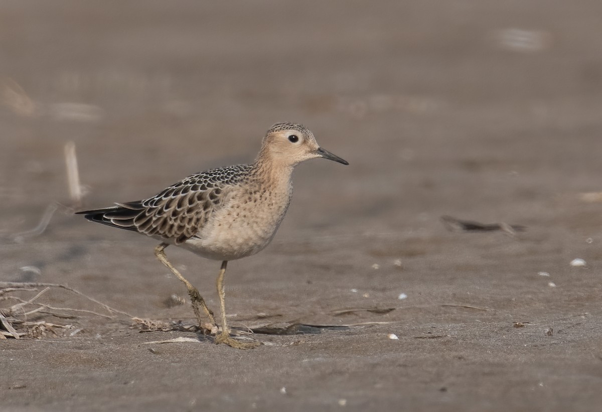 Buff-breasted Sandpiper - ML610312917