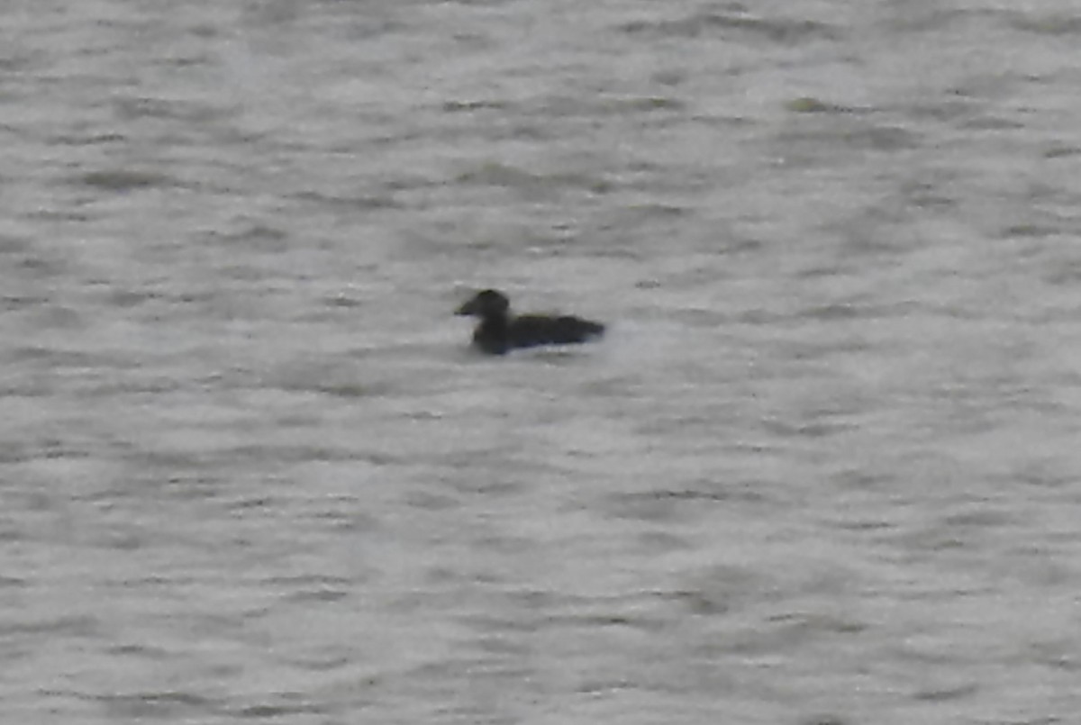 Surf Scoter - ML610312997