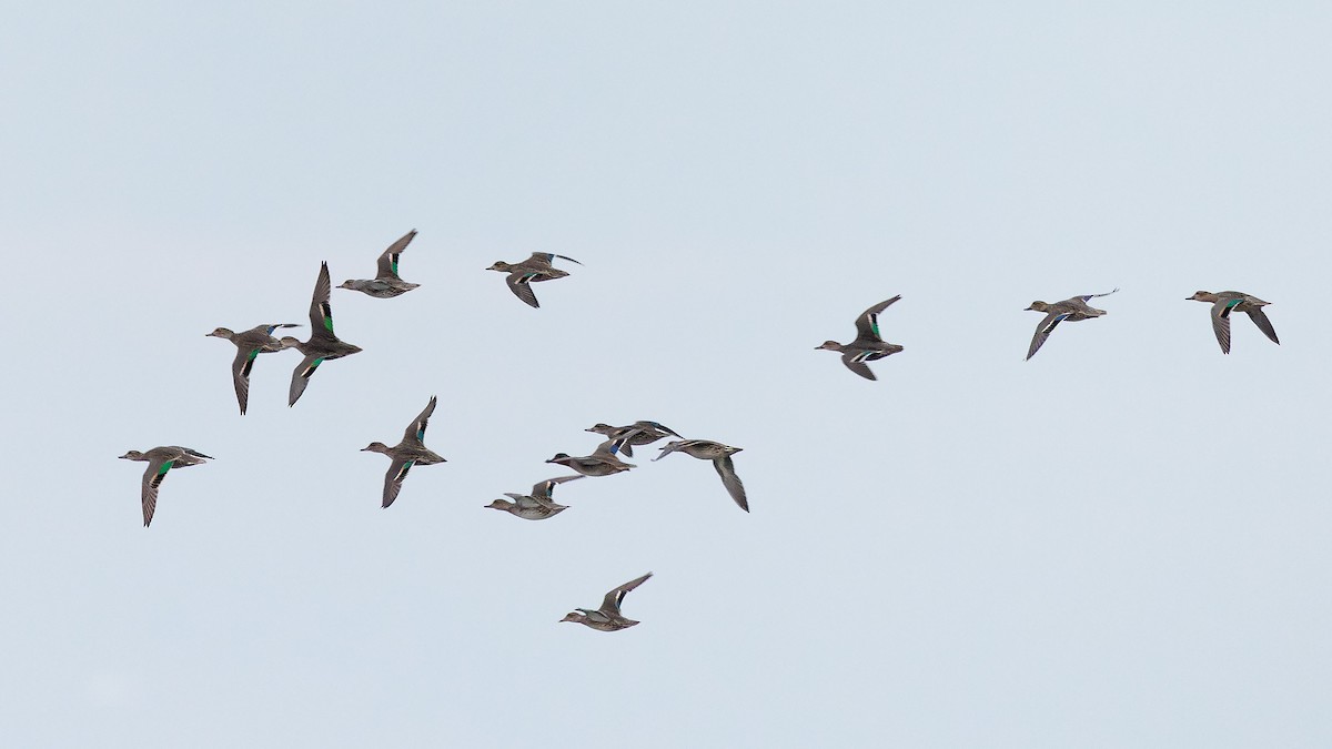 Green-winged Teal - ML610312998