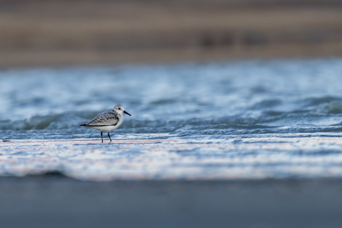 Sanderling - ML610313022