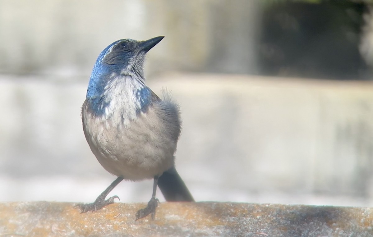 California Scrub-Jay - Lyla Arum