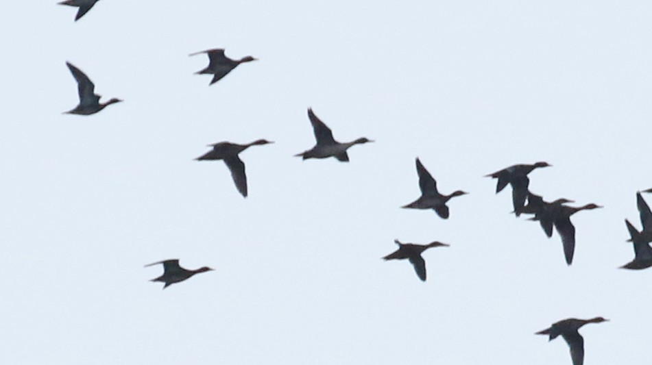 Northern Pintail - ML610313130