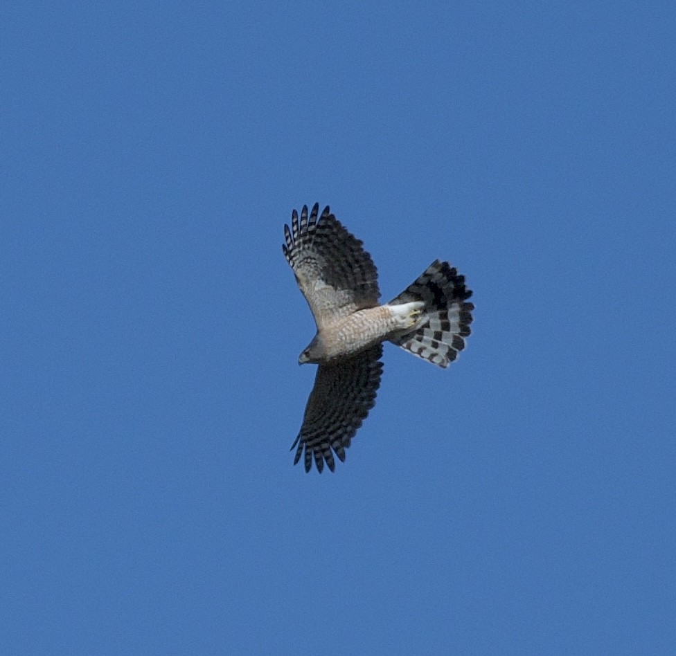 Cooper's Hawk - ML610313190