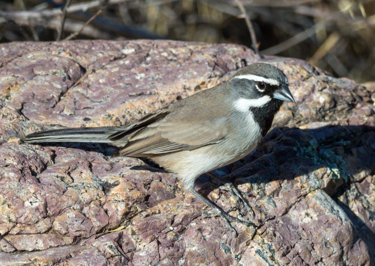 Black-throated Sparrow - Steve Colwell