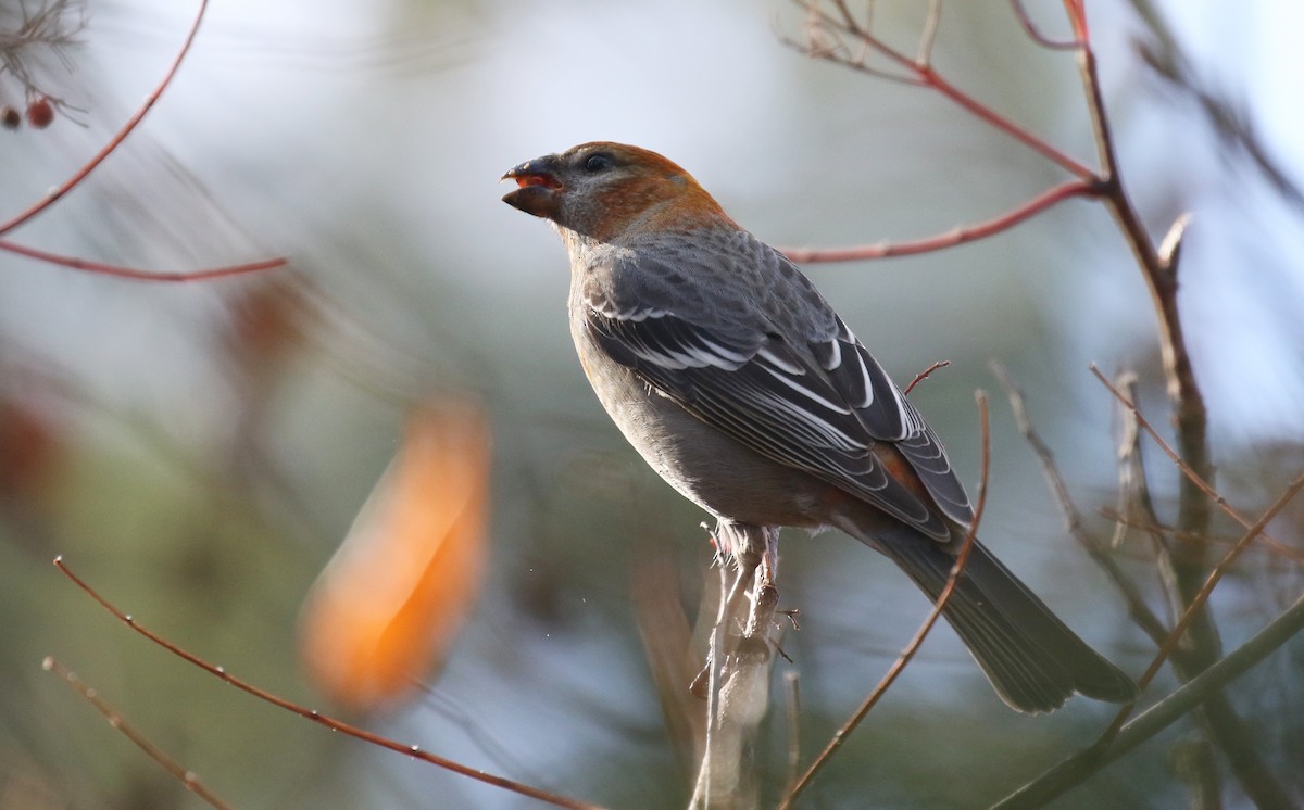 Pine Grosbeak - ML610313209