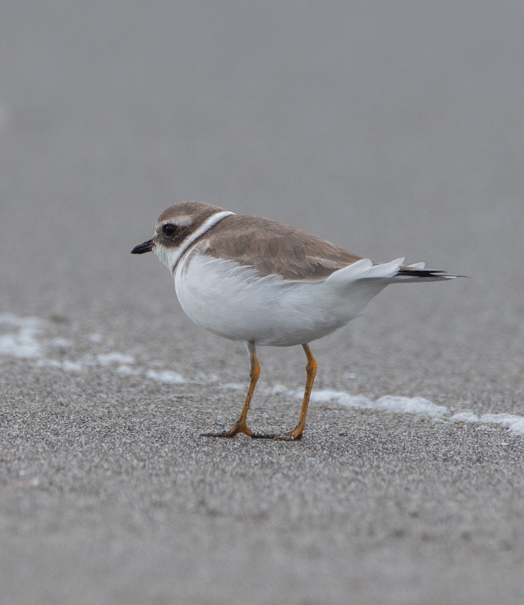 Semipalmated Plover - ML610313339